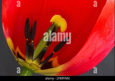 Le Pistil et les étamines à l'intérieur de la fleur de tulipe sont les parties reproductrices. Les étamines produisent le pollen, mais de nombreux cultivars hybrides sont stériles Banque D'Images