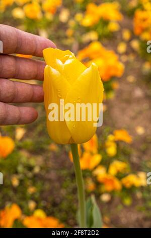 caressez à la main une tulipe jaune avec des gouttelettes d'eau sur le fleur et sélectif foyer jaune nature concept Banque D'Images