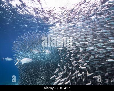 Chasse de Jacks dans le ballon d'appât, école de poissons dans les eaux turquoises du récif de corail dans la mer des Caraïbes, Curaçao Banque D'Images