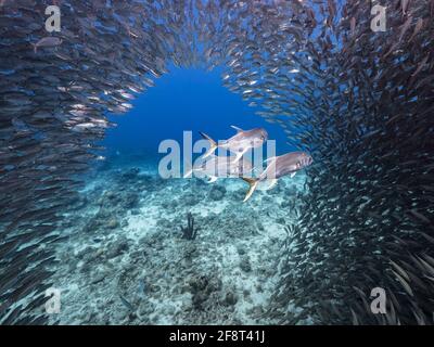 Chasse de Jacks dans le ballon d'appât, école de poissons dans les eaux turquoises du récif de corail dans la mer des Caraïbes, Curaçao Banque D'Images