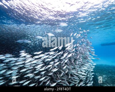 Chasse de Jacks dans le ballon d'appât, école de poissons dans les eaux turquoises du récif de corail dans la mer des Caraïbes, Curaçao Banque D'Images