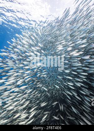 Chasse de Jacks dans le ballon d'appât, école de poissons dans les eaux turquoises du récif de corail dans la mer des Caraïbes, Curaçao Banque D'Images