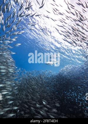 Chasse de Jacks dans le ballon d'appât, école de poissons dans les eaux turquoises du récif de corail dans la mer des Caraïbes, Curaçao Banque D'Images