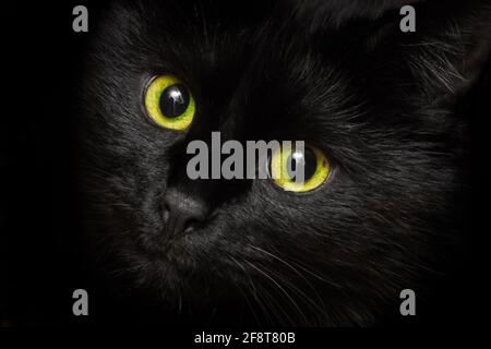 Yeux jaune-vert d'un chat noir, gros plan. Banque D'Images