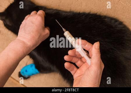 Vétérinaire médecin donnant une injection à un chat noir malsain avec une patte endolorie bandée. Banque D'Images