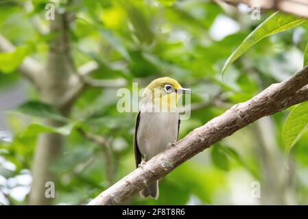 Oiseau jaune connu sous le nom de Japonais yeux blancs Zosterops japonicus a des yeux bordés blancs et se trouve au Japon. Banque D'Images