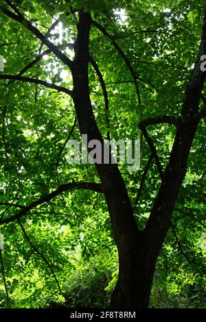 Lumière du soleil Shining à travers les feuilles d'un arbre Banque D'Images