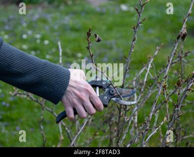 Le jardinier tond les buissons. Banque D'Images