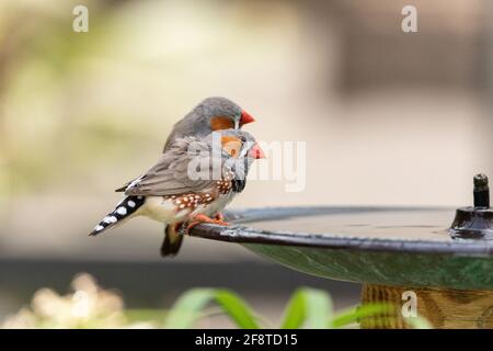Paire d'oiseaux de Zèbre de Finch Taeniopygia guttata sur le bord D'un bain d'oiseau en Australie Banque D'Images