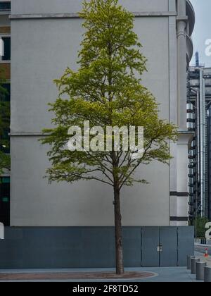 Nature trouver une maison au milieu d'un environnement urbain. Un arbre dans le feuillage plein, la vie ajoutant la couleur, mis en contraste avec le béton gris et et l'acier. Banque D'Images