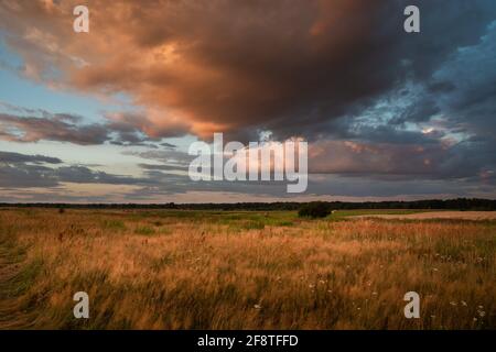Un pré sauvage avec de grandes herbes et un nuage de soirée coloré, Czulczyce, Lubelskie, Pologne Banque D'Images