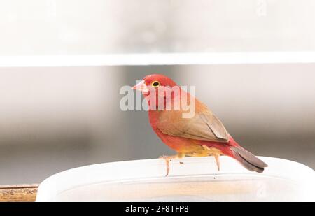 Le pompier à bec rouge Lagonosticta senegala est un petit oiseau trouvé En Afrique Banque D'Images