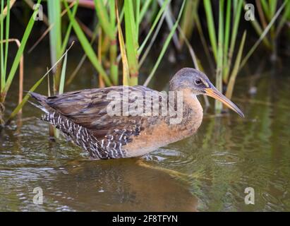 Un chemin de fer de Clapper (Rallus crèpitans) qui fourragent dans son habitat. Galveston State Park, Houston, Texas, États-Unis. Banque D'Images