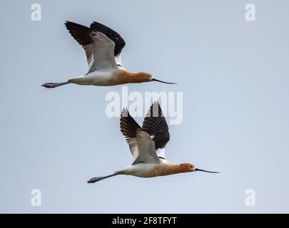 Une paire d'avocats américains (Recurvirostra americana) survolant. Parc national de Galveston, Galveston, Texas, États-Unis. Banque D'Images