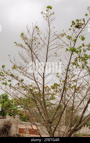 StarApple Tree sans feuilles Banque D'Images