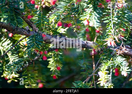 Taxus cuspidata, le juif japonais ou le juif qui se répand, un conifères. Belles baies rouges au soleil, appelées arils avec une tasse charnue rouge. Banque D'Images