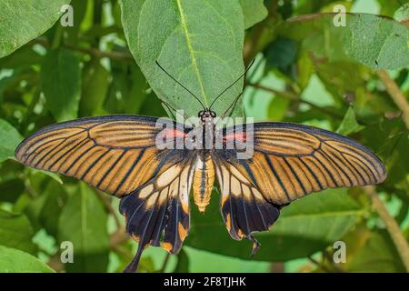 Papillon asiatique à queue de cygne reposant sur une feuille verte Banque D'Images