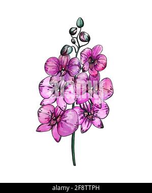 Belles fleurs d'orchidées de phalaenopsis magenta. Fleurs violettes dessinées à la main. Illustration numérique. Banque D'Images