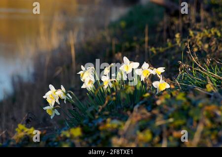 Les jonquilles jaunes et blanches {Narcissus pseudophonarcissus} fleurissent dans la nature avec un fond naturel à foyer doux Banque D'Images