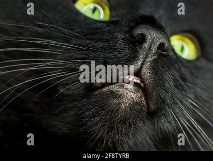 Gros plan sur le museau de chat noir avec des yeux jaune-vert lumineux et des reflets ronds. Banque D'Images