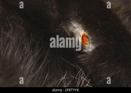 Une Plaie Sur La Patte D Un Fond Noir De Chat Gros Plan Photo Stock Alamy