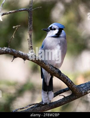 Vue en gros plan d'oiseau de geai bleu, perchée avec un arrière-plan flou affichant des plumes bleues et blanches dans son environnement et son habitat. Bleu Jay photo Banque D'Images