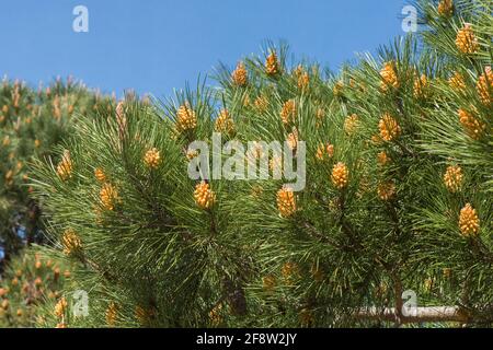 Cônes mâles immatures de Pinus halepensis, PIN d'Alep, Espagne, Europe. Banque D'Images