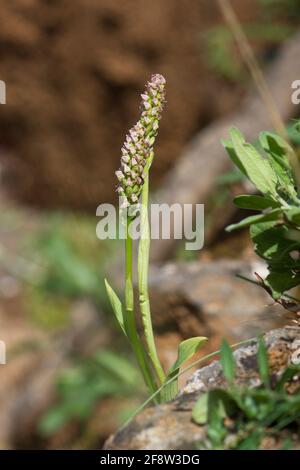 Orchidée à fleurs denses, Neotinea maculata, Andalousie, Espagne. Banque D'Images