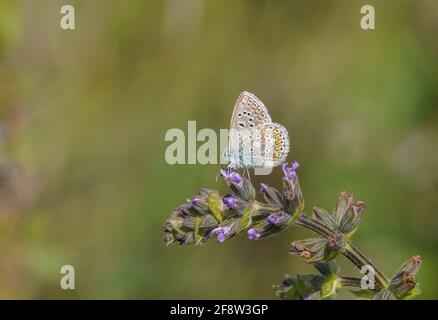 Un mâle bleu commun du Sud, Le Papillon bleu, Polyommatus icarus/celina, Andalousie, espagne. Banque D'Images