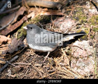 Junco oiseau debout sur le foin et la roche de mousse, montrant le plumage de plumes grises, tête, oeil, bec, pieds, avec un arrière-plan flou dans son environnement. Banque D'Images