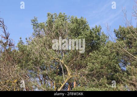 Branches de conifères verts à pointes et de feuillus sans feuilles avec ciel bleu clair en arrière-plan du point de vue au printemps, Lituanie Banque D'Images