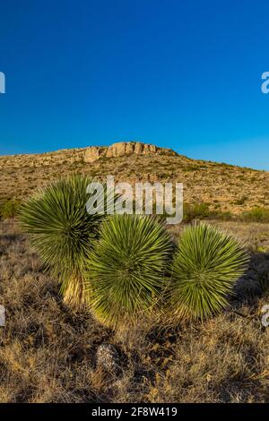 Soaptree Yucca, Yucca elata, le long de Walnut Canyon Desert Drive dans le parc national de Carlsbad Caverns, Nouveau-Mexique, États-Unis Banque D'Images