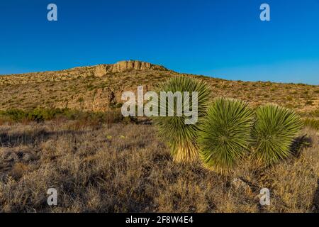 Soaptree Yucca, Yucca elata, le long de Walnut Canyon Desert Drive dans le parc national de Carlsbad Caverns, Nouveau-Mexique, États-Unis Banque D'Images