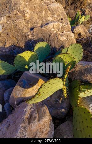 Texas Prickly Pear, Opuntia engelmannii var. Lindheimeri, prospère le long de Walnut Canyon Desert Drive dans le parc national de Carlsbad Caverns, Nouveau-Mexique, États-Unis Banque D'Images