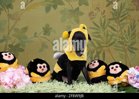 Un petit chien noir italien lévrier chiot habillé comme un abeille debout sur tout le corps contre un fond de fleur Banque D'Images