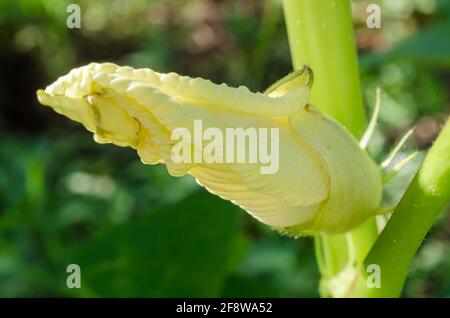 Okra Blossom enroulé fermé Banque D'Images