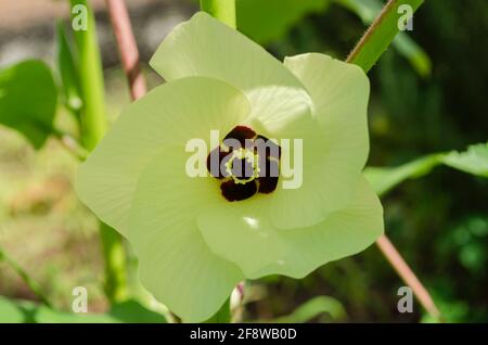 Large Open Okra Blossom Banque D'Images