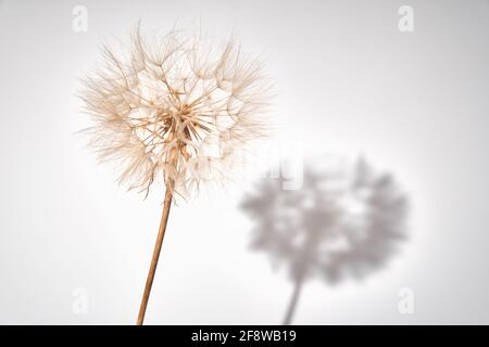 Fleur de pissenlit moelleuse avec boutons sur fond blanc Banque D'Images