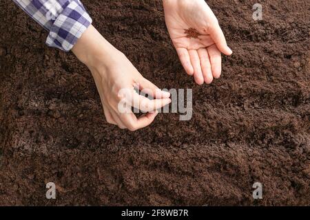 Les mains des femmes plantent des graines dans des rangées paires dans la terre labourée. Mise au point douce. Pose à plat Banque D'Images