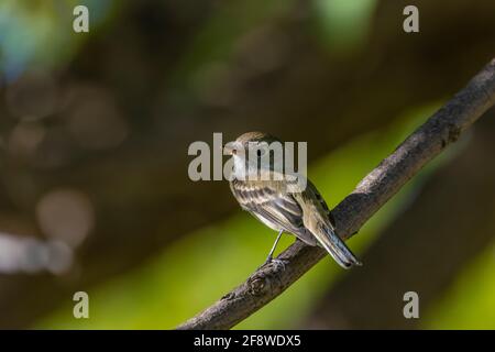 Le petit Flycatcher, Empidonax minimus, dans le quartier historique de Rattlesnake Springs, dans le parc national des grottes de Carlsbad, Nouveau-Mexique, États-Unis Banque D'Images