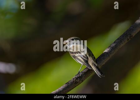 Le petit Flycatcher, Empidonax minimus, dans le quartier historique de Rattlesnake Springs, dans le parc national des grottes de Carlsbad, Nouveau-Mexique, États-Unis Banque D'Images