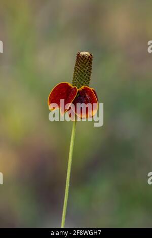 Mexican Hat, Ratibida columnifera, floraison dans le district de Rattlesnake Springs du parc national de Carlsbad Caverns, Nouveau-Mexique, États-Unis Banque D'Images