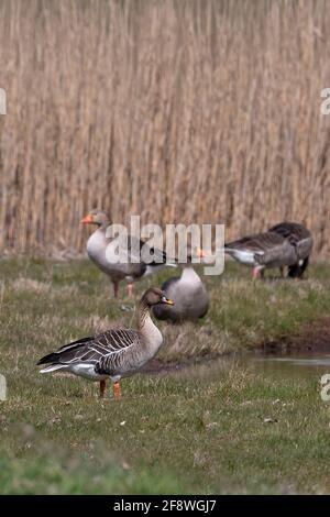 Taiga Bean goose (Anser fabalis fabalis) Banque D'Images