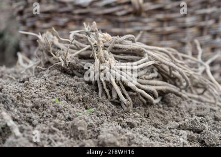 Asperges sur sol sablonneux Banque D'Images