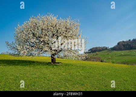 Inspiration printanière. Cerisier en fleurs au début du printemps sur un pré sur fond de ciel bleu. Jour de printemps brillant Banque D'Images