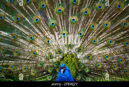Vue de face d'un paon bleu, Pavo cristatus, formant une grande roue avec ses plumes colorées Banque D'Images
