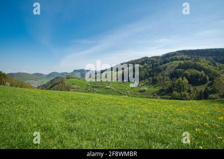Prairies de printemps et paysages de champs en Suisse. Cerisiers en fleurs. Éveil de la nature Banque D'Images
