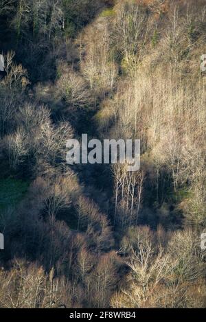 Premières lumières et ombres dans les forêts décidues encore sans feuilles À la fin de l'hiver dans les montagnes Courel Geopark Galice Banque D'Images