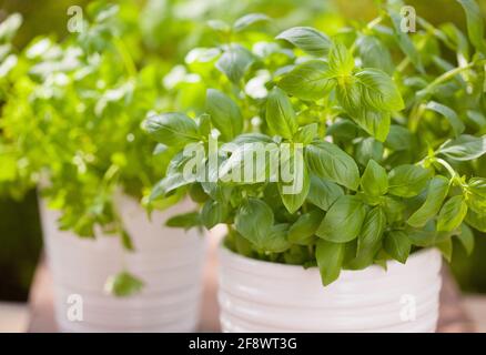 Basilic frais menthe persil herbes dans jardin Banque D'Images