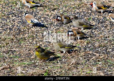 Portrait des oiseaux de siskin de pin et de Goldfinch et de Greenfinch sur le gros plan sur l'herbe Banque D'Images